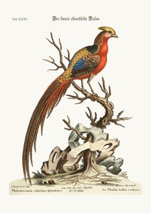 El Faisán Pintado de China, 1749-73